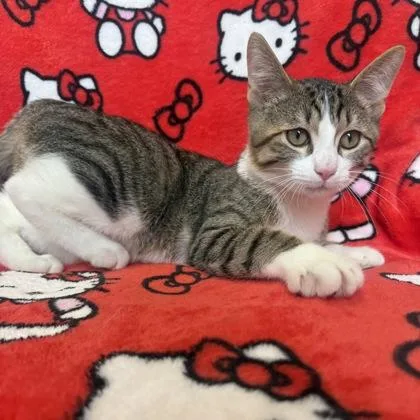 Tigger thumbnail 3