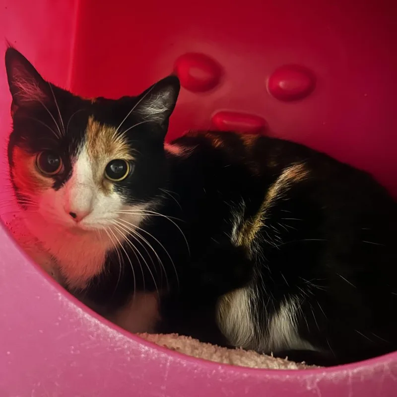 A young medium-sized female Calico Domestic Short Hair cat named Catbus for adoption in Waukesha, WI