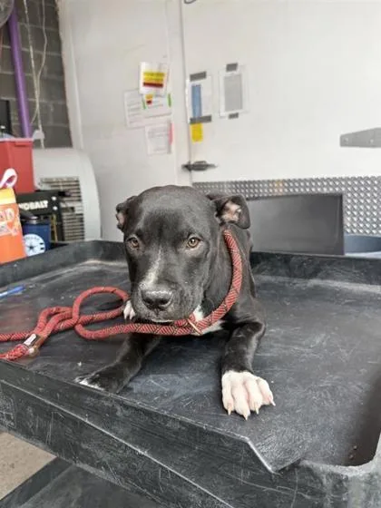 A baby medium-sized female Black Pit Bull Terrier dog named Donut for adoption in El Paso, TX
