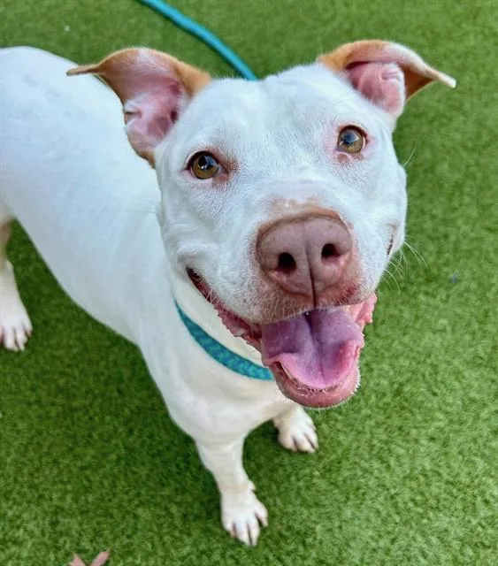 Marshmallow thumbnail 2