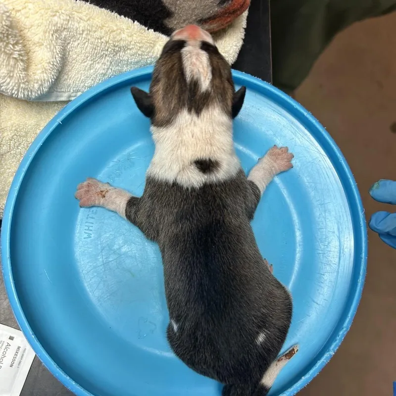 A baby small-sized female Brown / Chocolate Mixed Breed dog named Ceviche for adoption in Flagstaff, AZ
