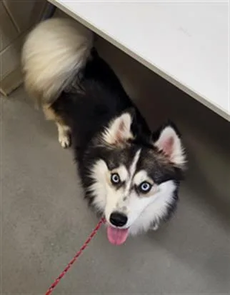 A young medium-sized male Husky dog named Ferragamo for adoption in Hagerstown, MD