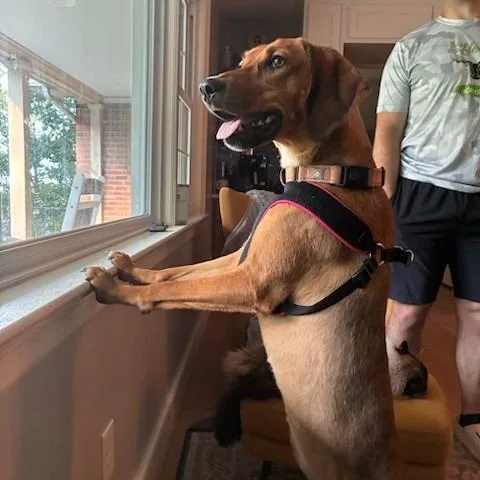 An adult medium-sized female Brown / Chocolate Hound dog named Honeysuckle for adoption in Harrisonburg, VA