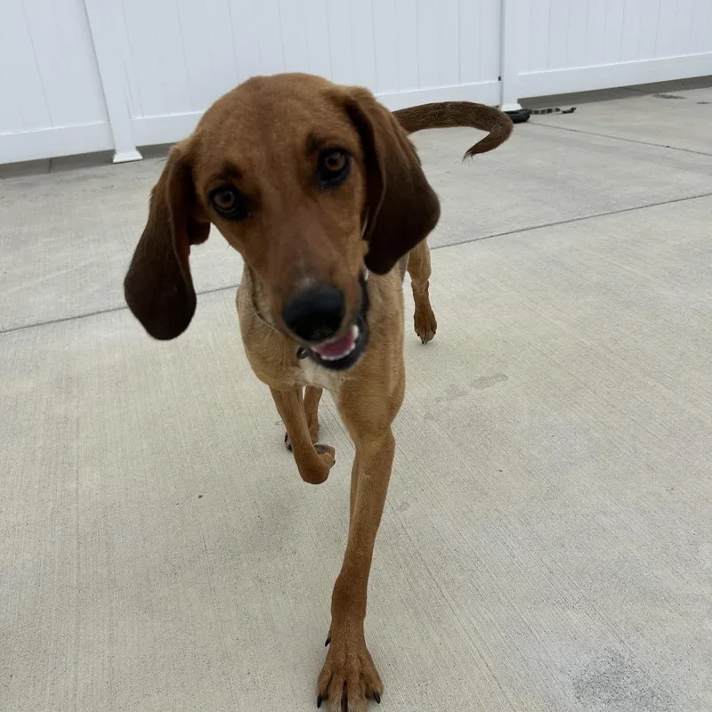Honeysuckle thumbnail 4