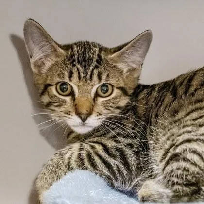 A baby small-sized female Domestic Short Hair cat named Regina George for adoption in Camano Island, WA