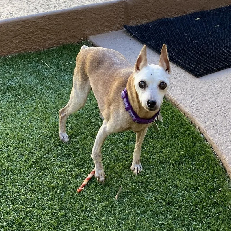 A senior small-sized female Apricot / Beige Miniature Pinscher dog named Chloe for adoption in Las Vegas, NV