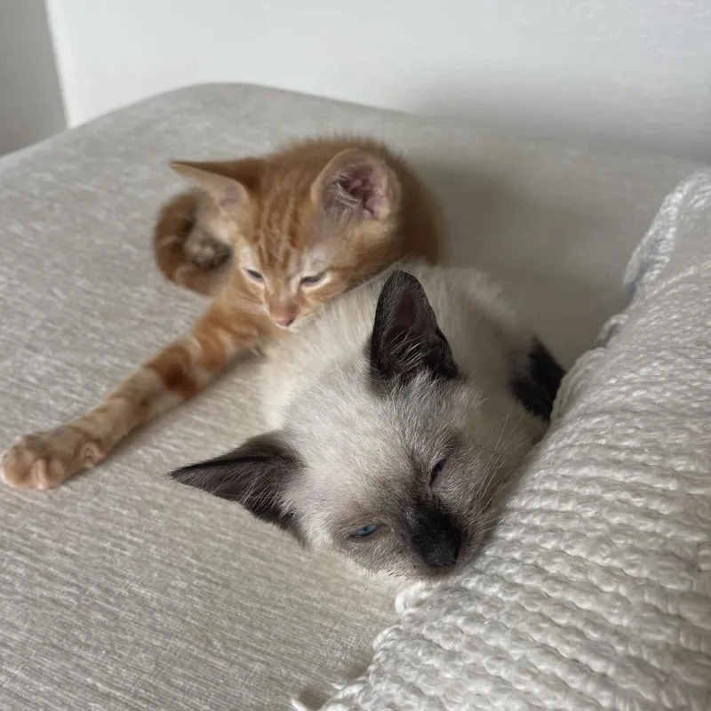 A baby small-sized female Cream / Ivory Siamese cat named Miley for adoption in Tustin, CA