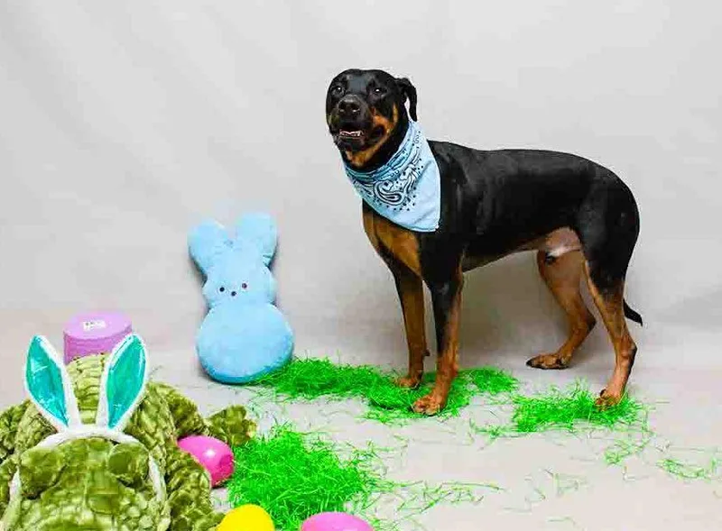 Toothless thumbnail 2