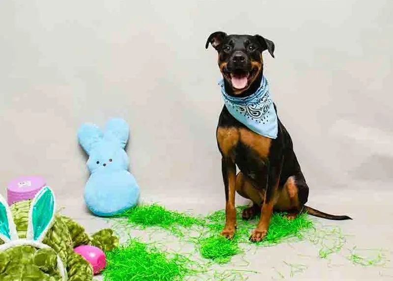 Toothless thumbnail 3