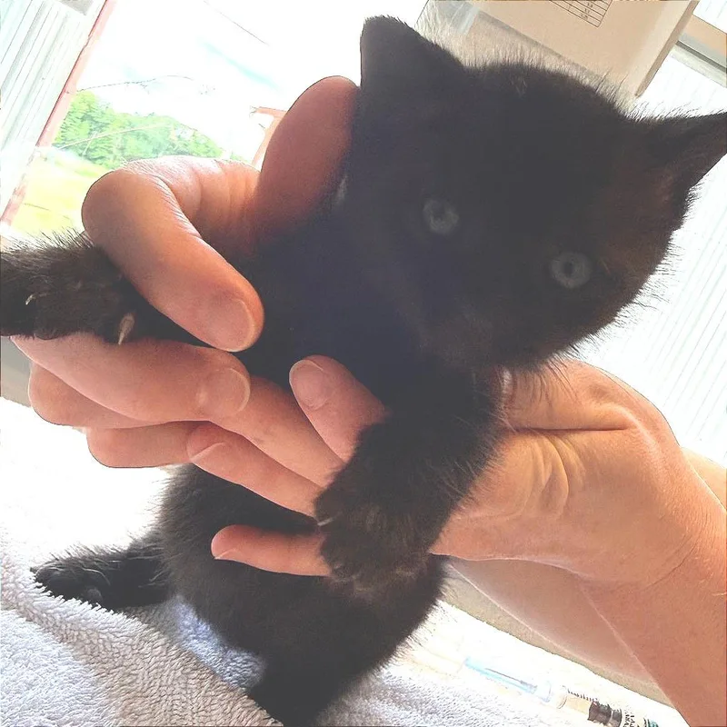 A baby small-sized male Black Domestic Short Hair cat named Rook for adoption in East Smithfield , PA