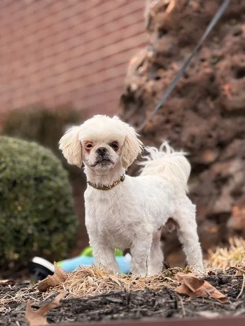 An adult small-sized male Shih Tzu dog named Hamlett for adoption in Princeton, MA