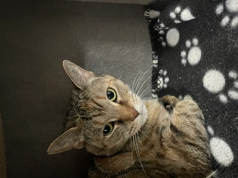 Buttercup thumbnail 2