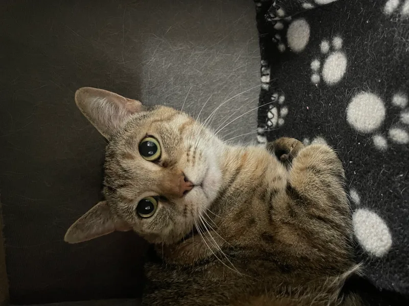 Buttercup thumbnail 3