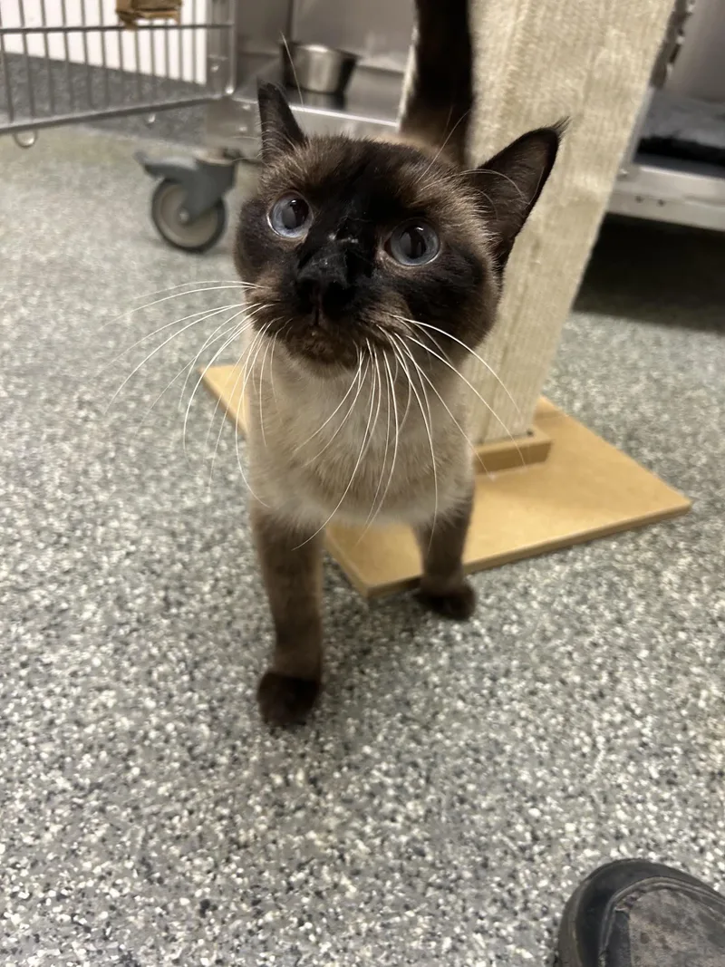 A senior medium-sized male Domestic Short Hair cat named Steve for adoption in Homer, AK