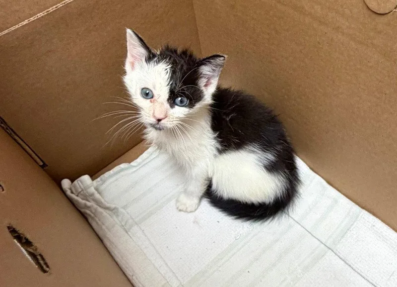 A baby small-sized male Domestic Short Hair cat named Jefferson for adoption in Sayreville, NJ