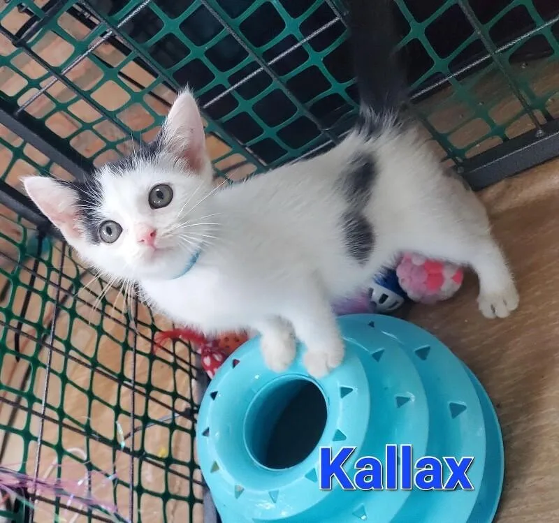 A young small-sized male Black & White / Tuxedo Domestic Short Hair cat named Kallax for adoption in Cincinnati, OH