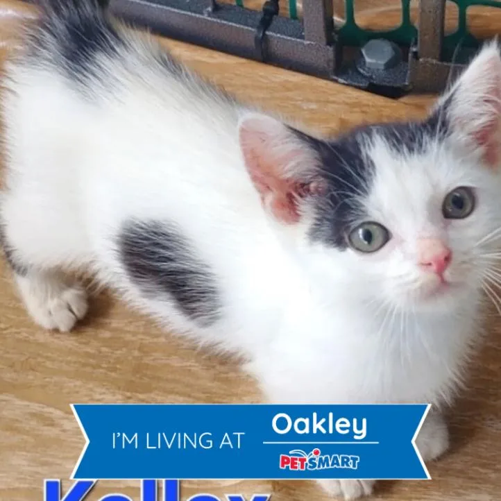 Kallax thumbnail 2