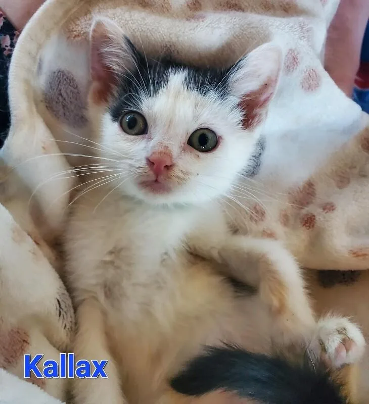 Kallax thumbnail 3