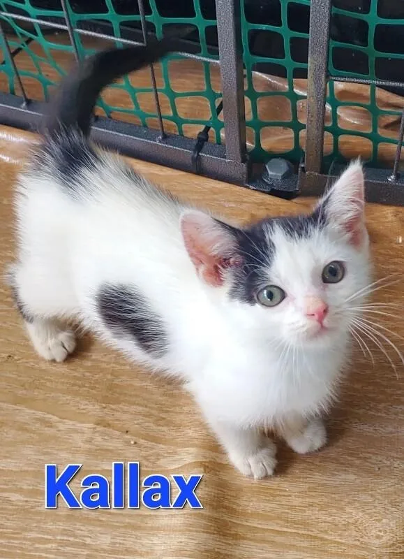 Kallax thumbnail 5