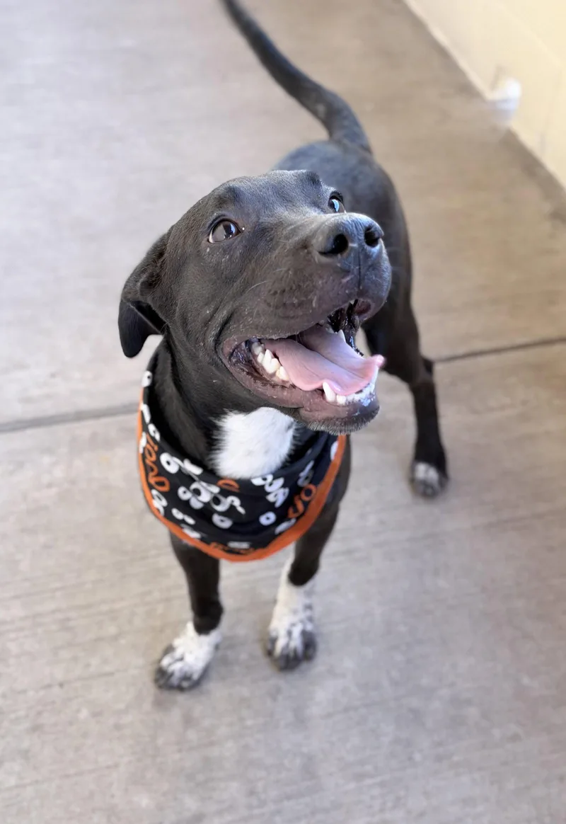 A young large-sized male Pit Bull Terrier dog named Jack Skellington for adoption in McKinney, TX