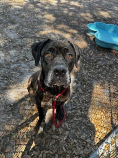 An adult large-sized female Cane Corso dog named Bunny for adoption in Saint Cloud, FL
