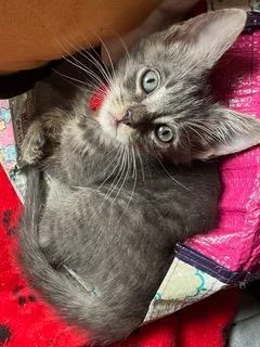 A baby small-sized male Domestic Short Hair cat named Rem for adoption in Camarillo, CA