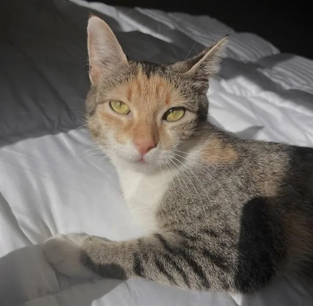 An adult medium-sized female Domestic Short Hair cat named Sandy for adoption in Ames, IA