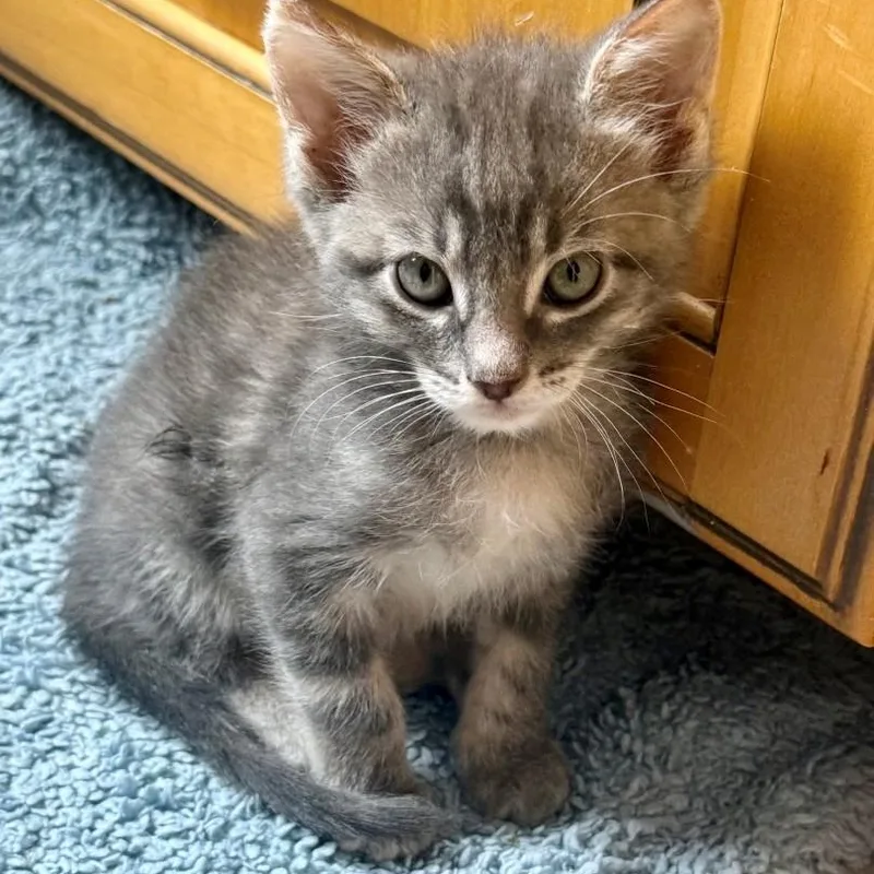 A baby small-sized male Tabby (Gray / Blue / Silver) Domestic Short Hair cat named Cory Regan for adoption in Morrison, CO