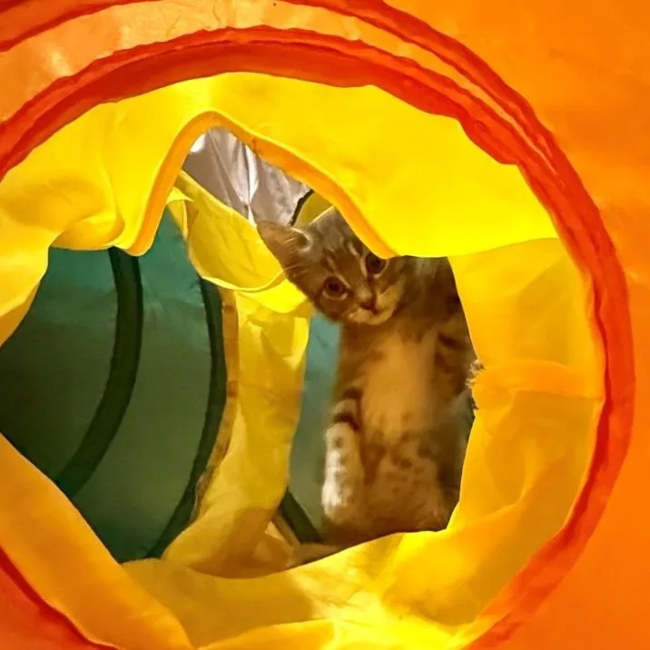 Cory Regan thumbnail 3