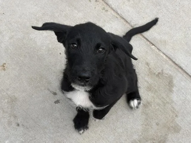 A baby small-sized male Scottish Terrier dog named Boy for adoption in Tulsa, OK