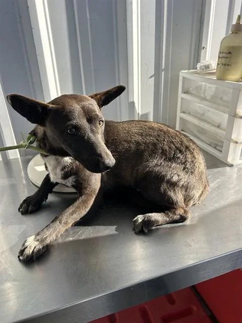 A young small-sized female Chihuahua dog named Coral for adoption in Bakersfield, CA