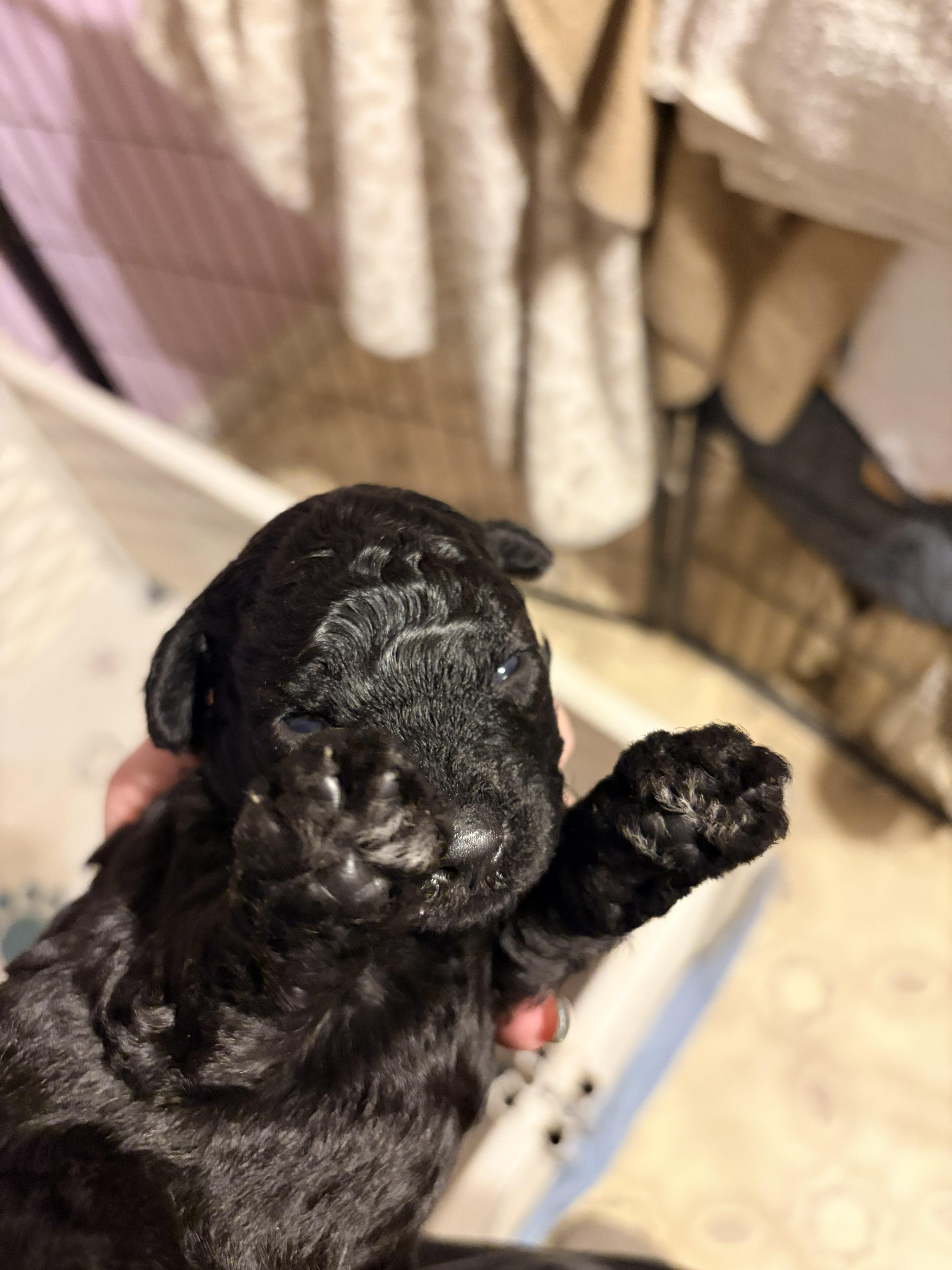 Miniature Poodle X Lagotto thumbnail 2