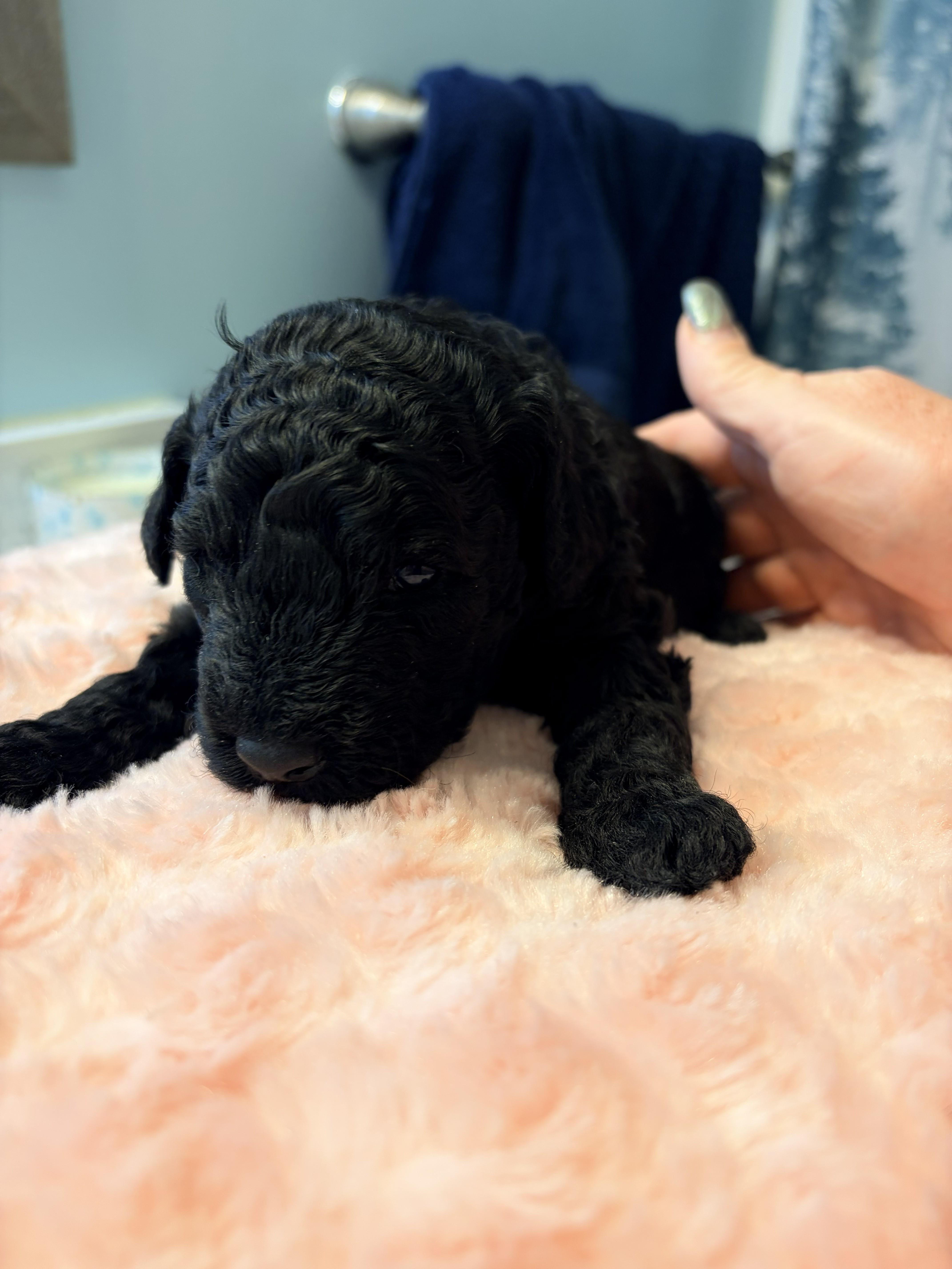 A baby small-sized female Black Miniature Poodle dog named Miniature Poodle X Lagotto for adoption in Louisville, KY