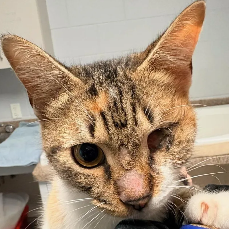 An adult medium-sized female Brown / Chocolate Domestic Short Hair cat named Hilton for adoption in Houston, TX