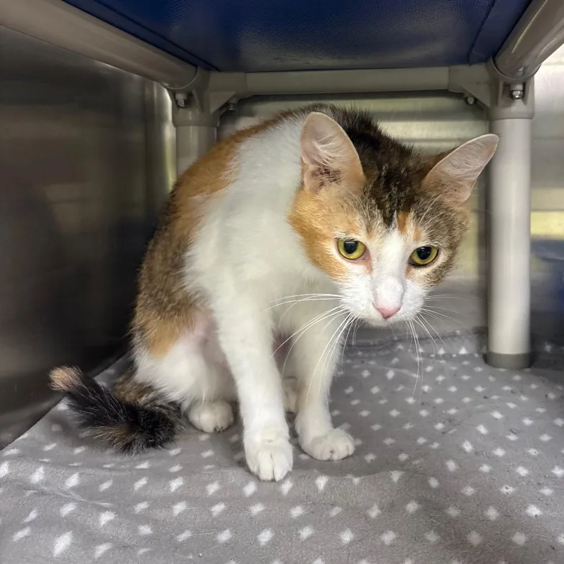A young medium-sized female Torbie Domestic Short Hair cat named Latte for adoption in Springfield, IL