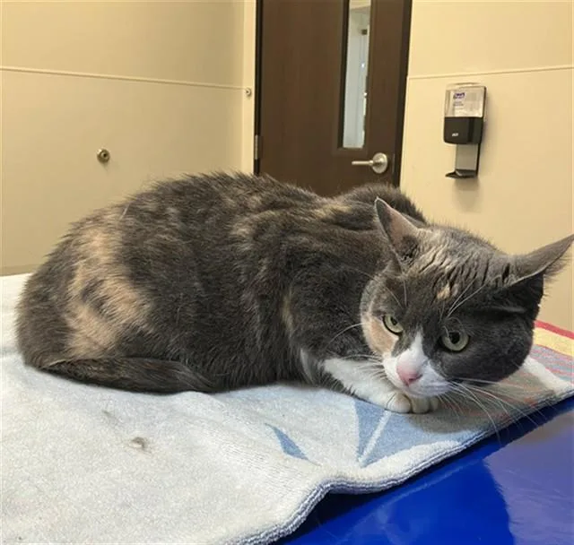 An adult medium-sized female Domestic Short Hair cat named Kali for adoption in San Luis Obispo, CA