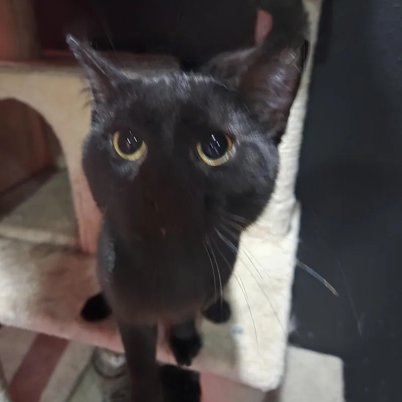 A young medium-sized male Black American Shorthair cat named Onyx for adoption in Toledo, OH