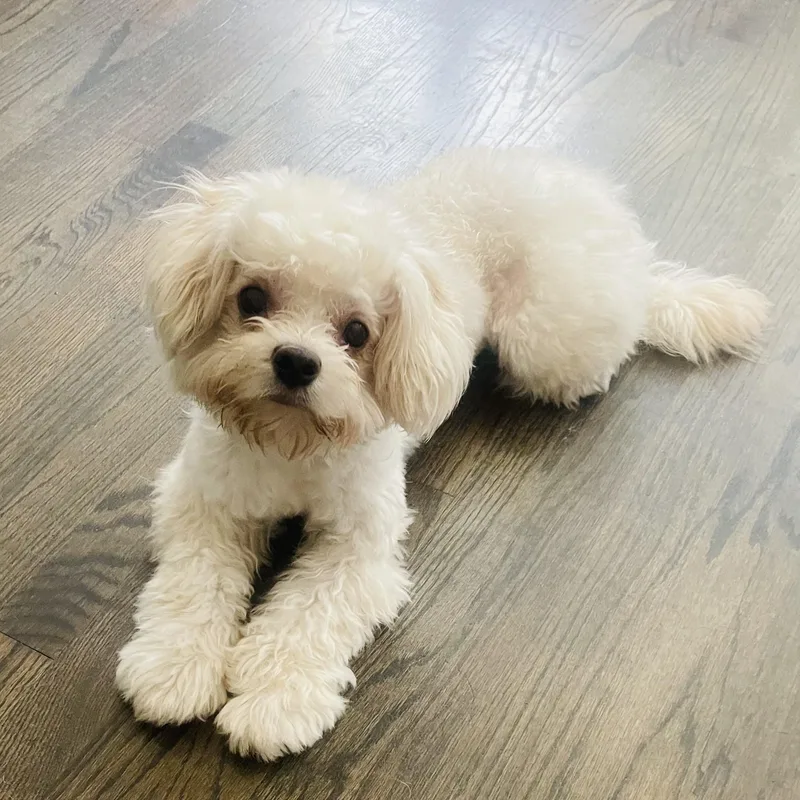 A baby small-sized female Maltipoo dog named Lili for adoption in Houston, TX