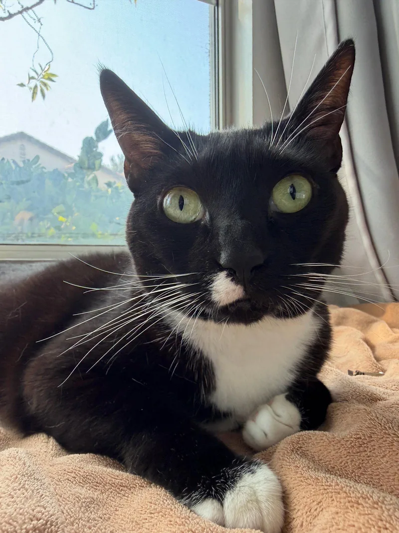 An adult small-sized female Black & White / Tuxedo Domestic Short Hair cat named Lilly for adoption in Mission Viejo, CA
