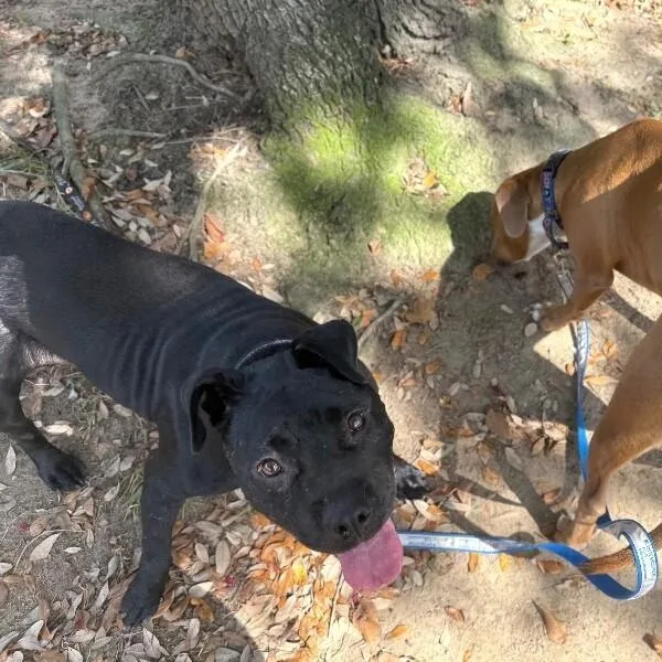 An adult medium-sized female Black Pit Bull Terrier dog named Angie Short Stack Of for adoption in Friendswood, TX