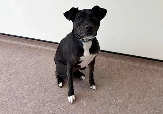An adult small-sized female Labrador Retriever dog named Layla for adoption in Saint Louis, MO