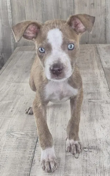 An adult small-sized male Terrier dog named Nintendo for adoption in Shreveport, LA