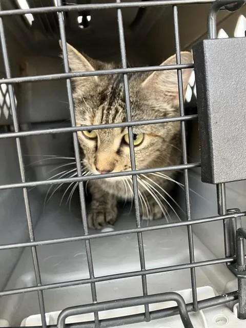 A young small-sized female Domestic Short Hair cat named Rainbow for adoption in Dallas, TX