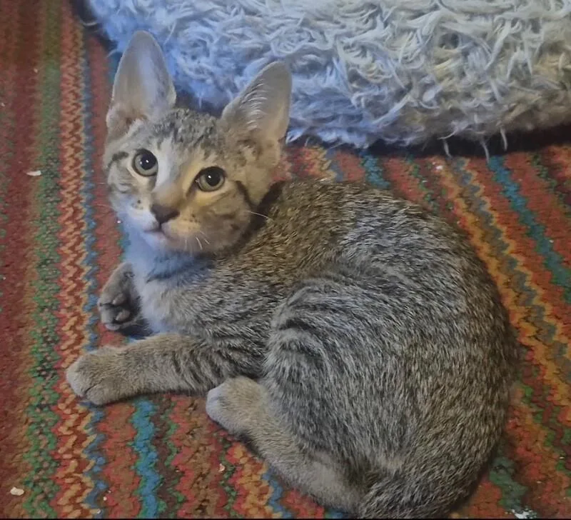 A baby small-sized male Gray & White Tabby cat named Sprocket NASA Litter for adoption in Anthem, AZ