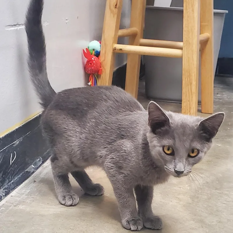 A baby medium-sized female Gray / Blue / Silver Domestic Short Hair cat named Velvet for adoption in Grove City, OH