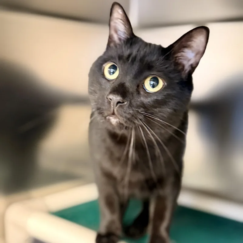 An adult medium-sized male Domestic Short Hair cat named Liffy for adoption in Manahawkin, NJ