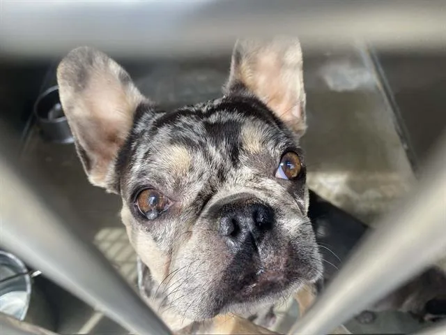 An adult small-sized female French Bulldog dog named Olive for adoption in Tustin, CA
