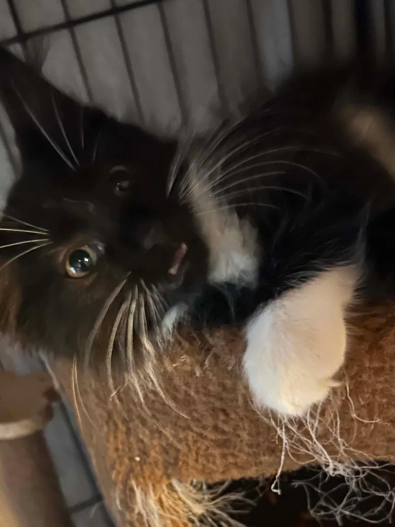 A baby medium-sized female Domestic Short Hair cat named Zach for adoption in hinckley, IL