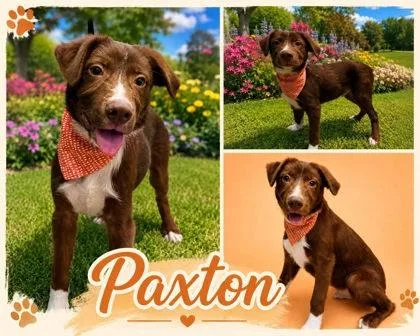 A baby small-sized male Australian Shepherd dog named Paxton for adoption in Seagoville, TX
