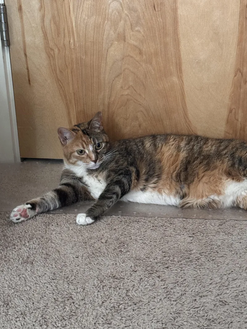 An adult large-sized female Calico cat named Raffia for adoption in Tomball, TX